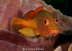 Grouper Encounter. This Red Coney looks so interest in my... by Carlos Pérez 